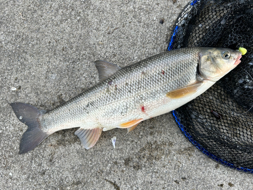 ウグイの釣果