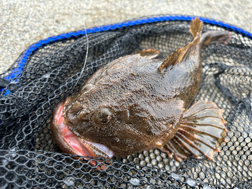 カジカの釣果