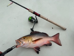 バラフエダイの釣果