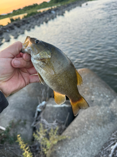 スモールマウスバスの釣果