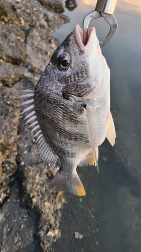 キビレの釣果