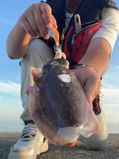 コウイカの釣果