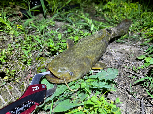 ナマズの釣果