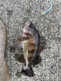 アカメバルの釣果