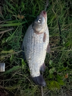 ヘラブナの釣果