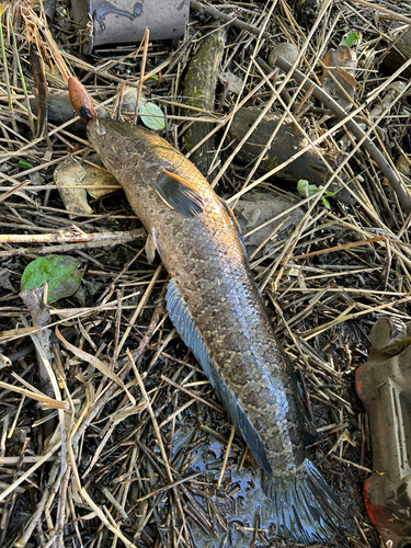 ライギョの釣果