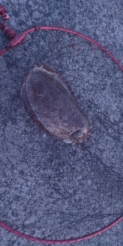 モンゴウイカの釣果