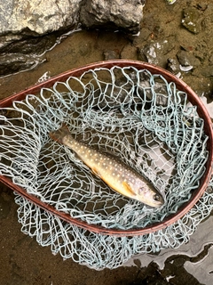 イワナの釣果