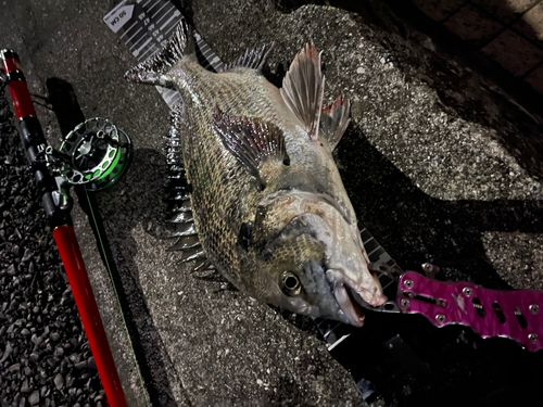 クロダイの釣果