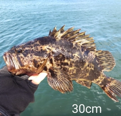 ベッコウゾイの釣果