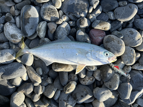 ワカシの釣果