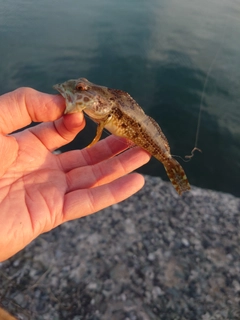 アナハゼの釣果