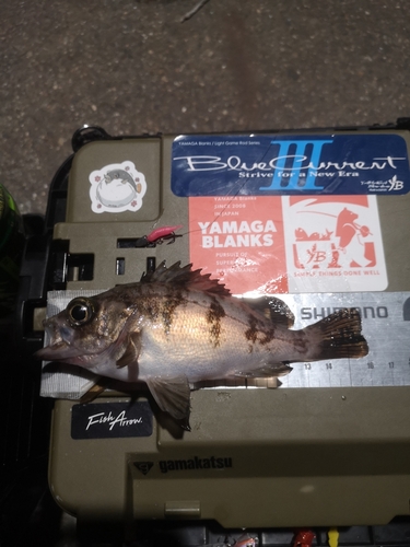 メバルの釣果