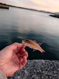 ネンブツダイの釣果