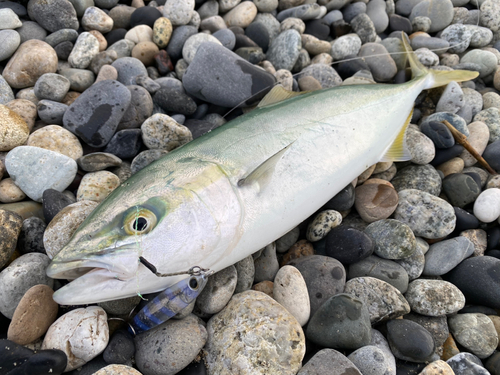 ワカシの釣果