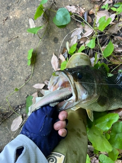 ブラックバスの釣果