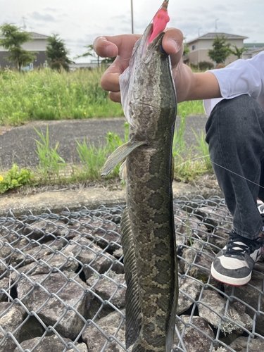 ライギョの釣果