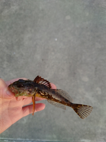 アナハゼの釣果