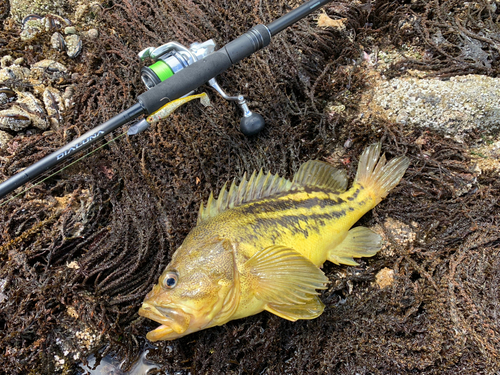 シマソイの釣果