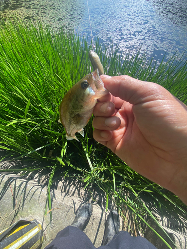 ブラックバスの釣果