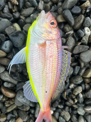 イトヨリダイの釣果