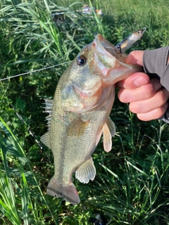 ラージマウスバスの釣果