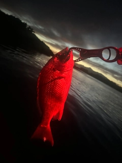 キビレの釣果