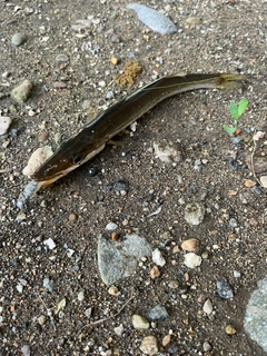 カマスの釣果