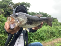 ブラックバスの釣果