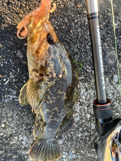 タケノコメバルの釣果