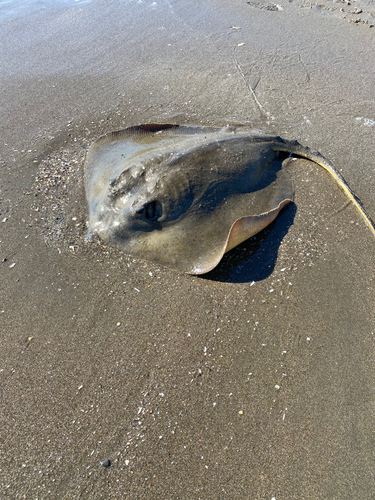 エイの釣果