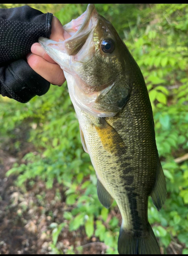 ラージマウスバスの釣果