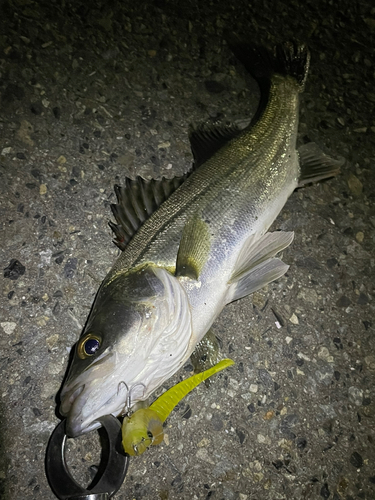 シーバスの釣果