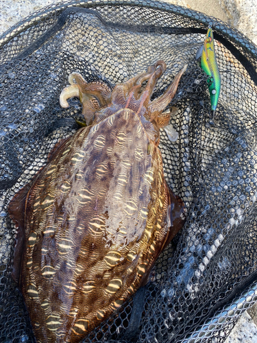 モンゴウイカの釣果