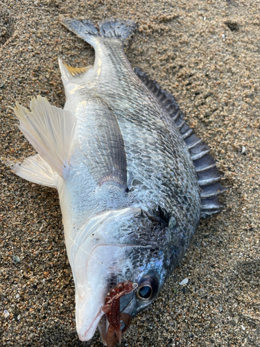 キビレの釣果