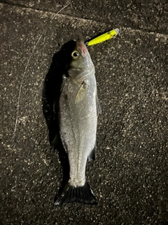 スズキの釣果