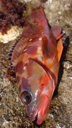 アカハタの釣果