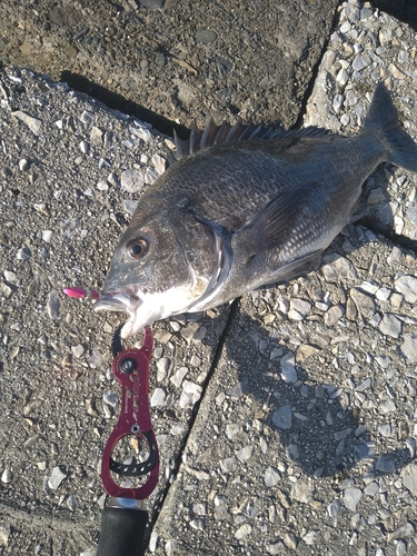 クロダイの釣果