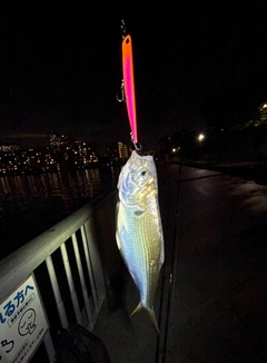 コノシロの釣果