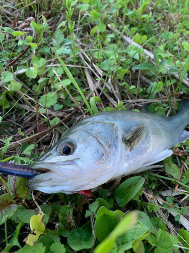 スズキの釣果