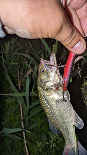 ブラックバスの釣果