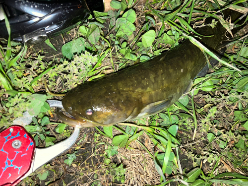 ナマズの釣果