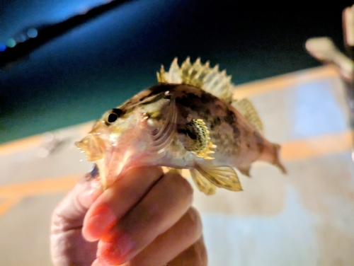 タケノコメバルの釣果