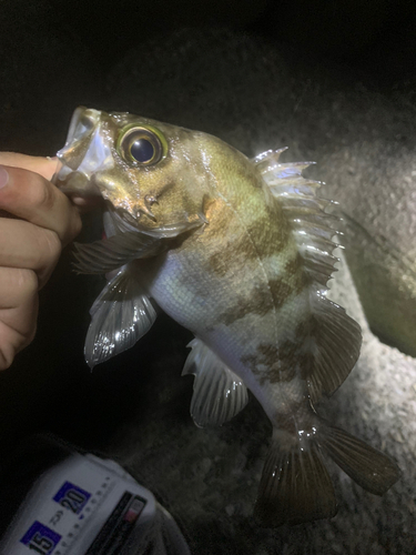 メバルの釣果