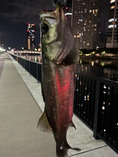 シーバスの釣果