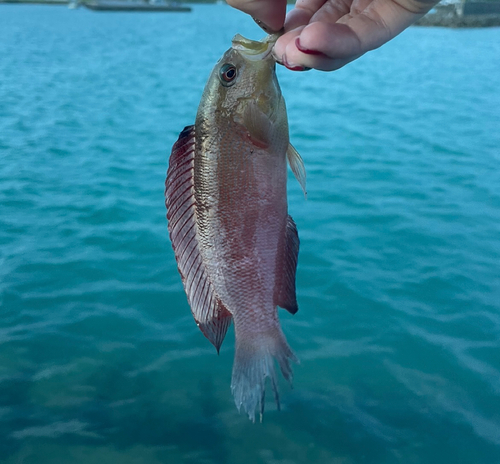 ベラの釣果