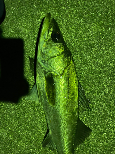 シーバスの釣果