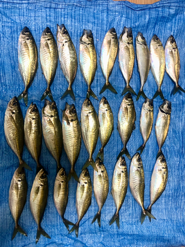 アジの釣果