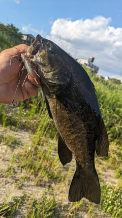 スモールマウスバスの釣果