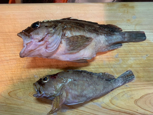 カサゴの釣果